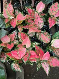 Aglaonema 'Lady Valentine'