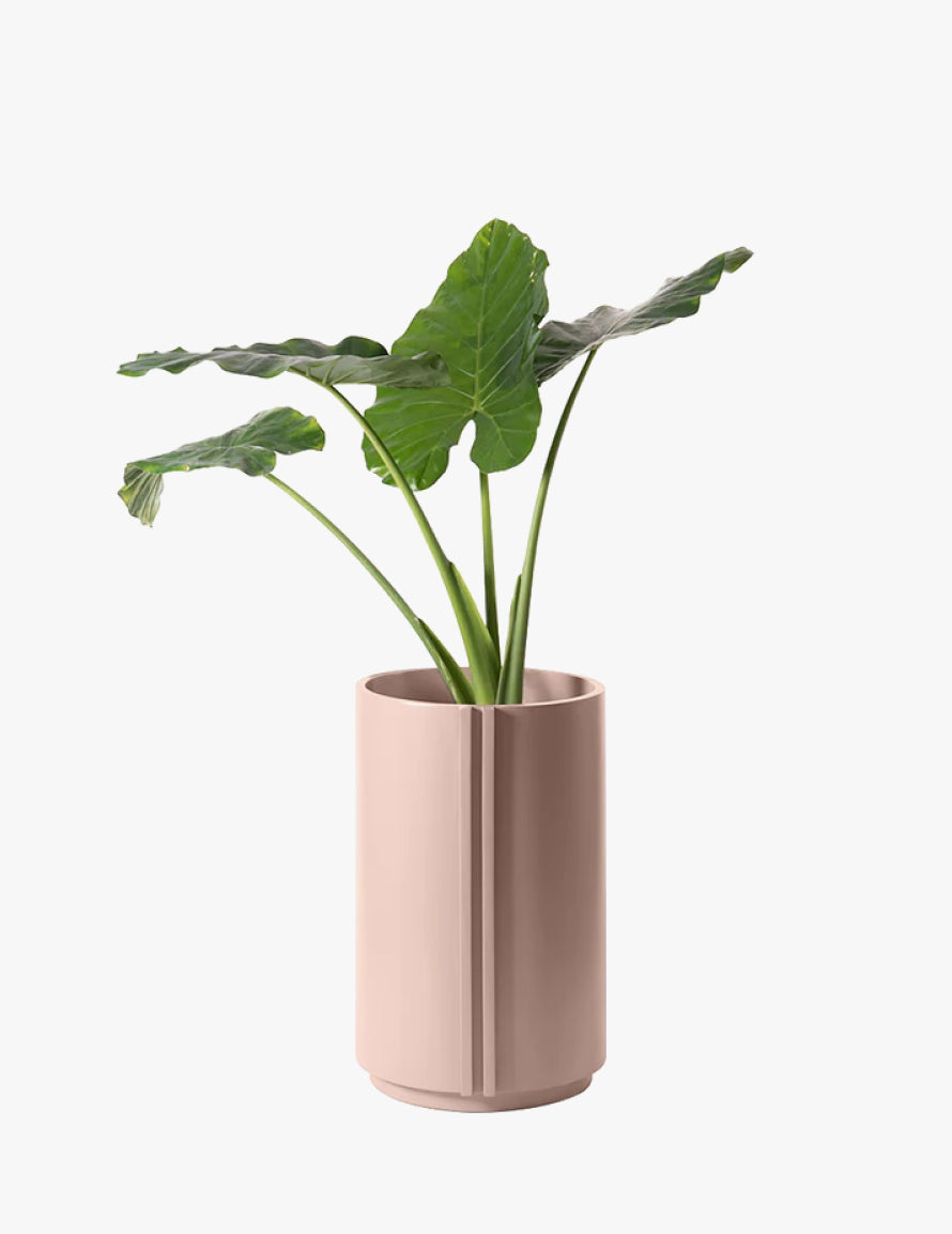 Giant Taro plant