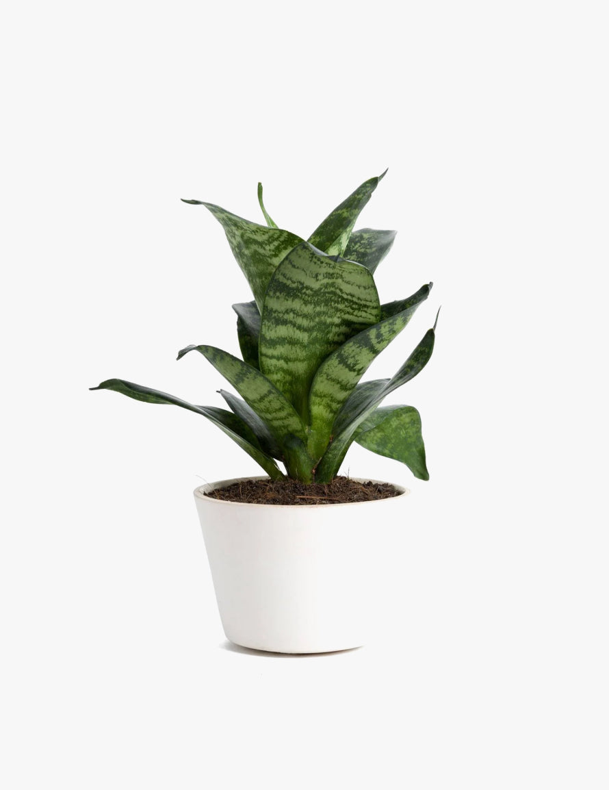 Sansevieria trifasciata 'Hahnii'