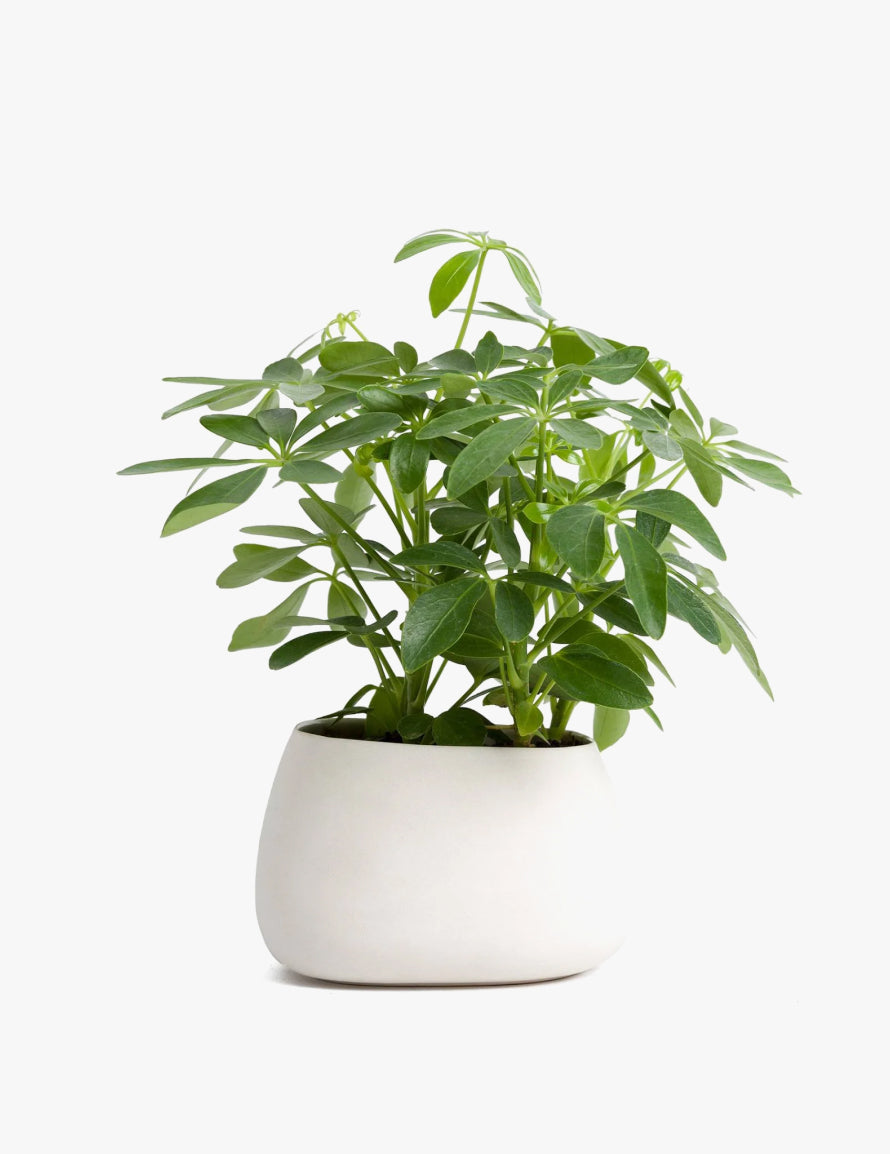 Umbrella tree