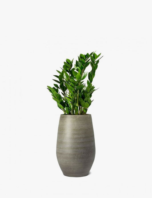 ZZ Plant, Zamioculcas Zamiifolia