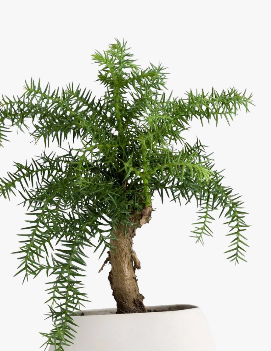 Norfolk Pine