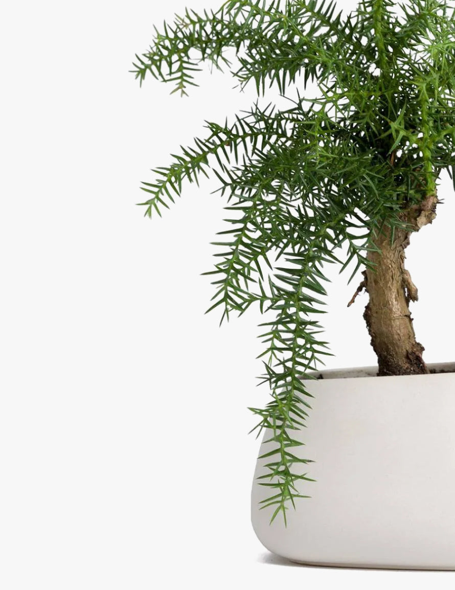 Norfolk Pine