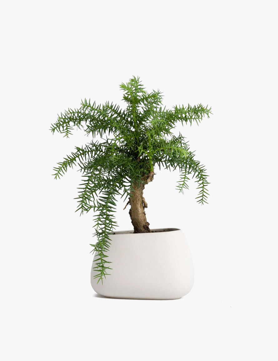 Norfolk Pine