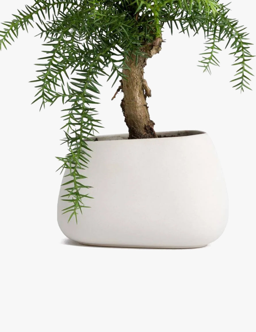 Norfolk Pine