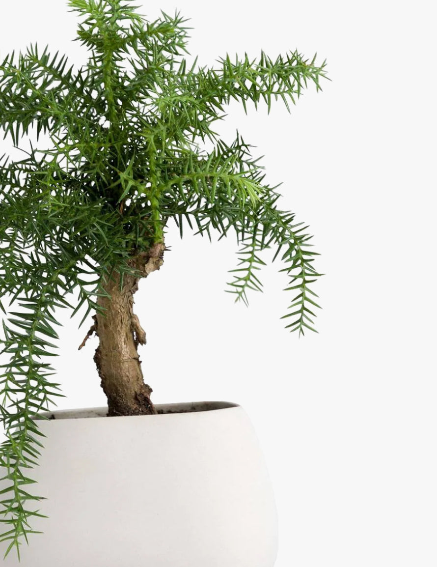 Norfolk Pine