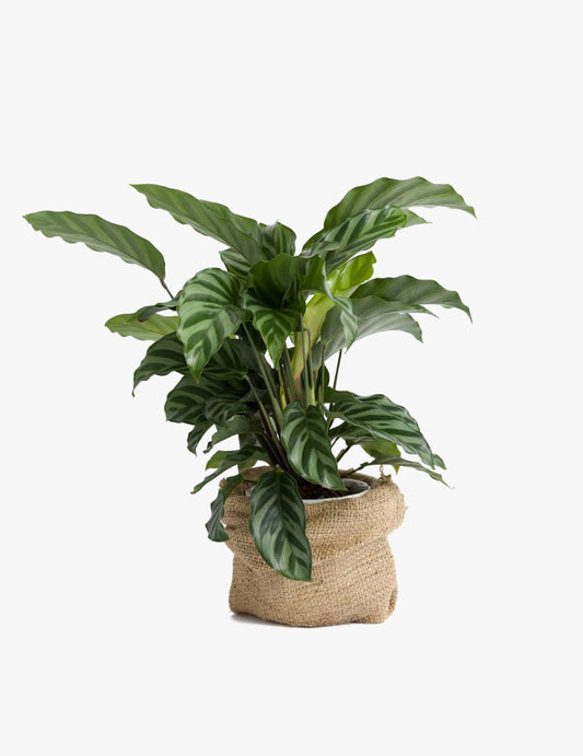 Calathea makoyana