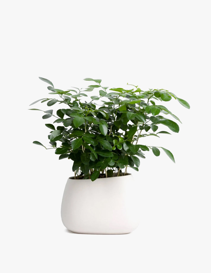China Doll Plants