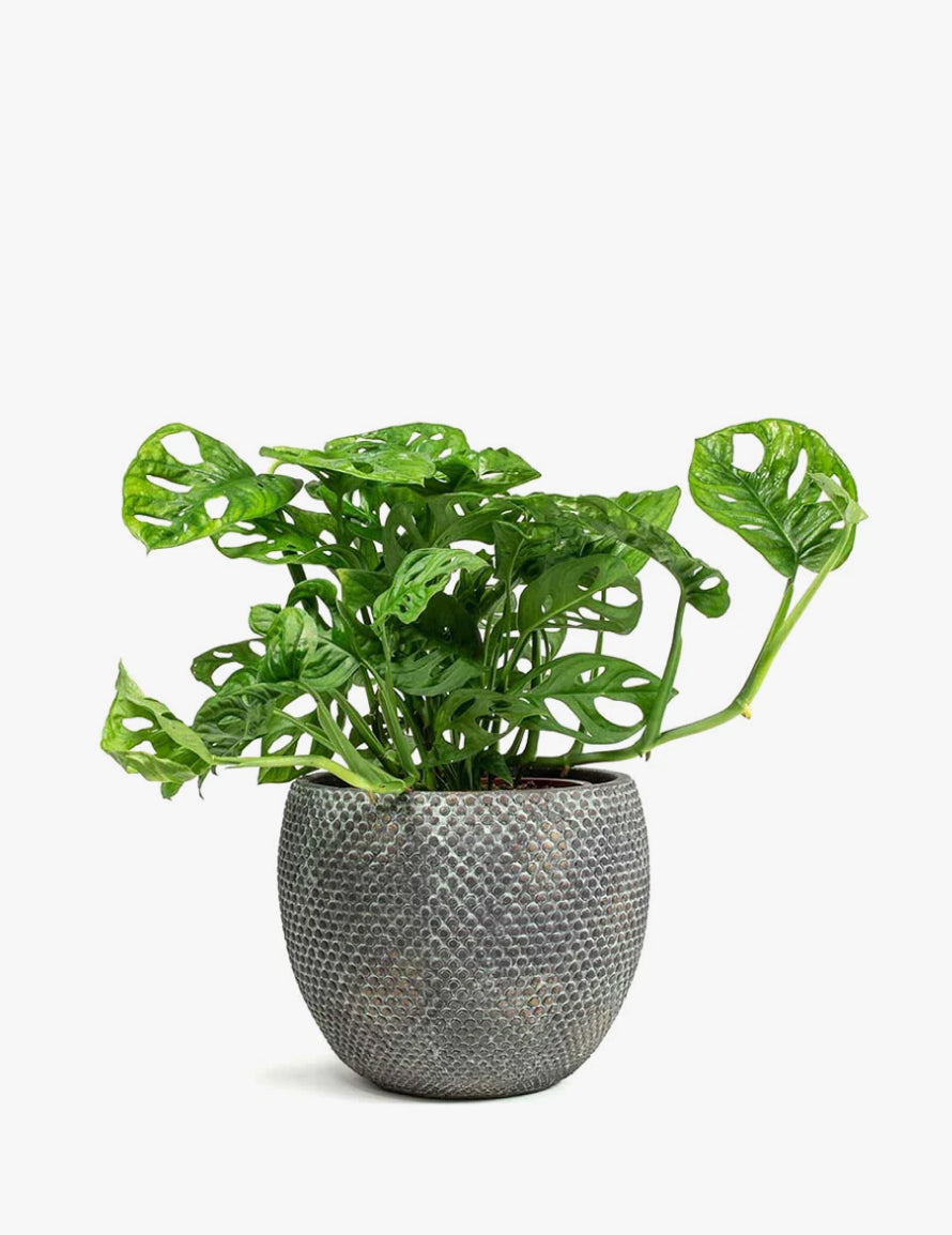 Monkey Mask Plant