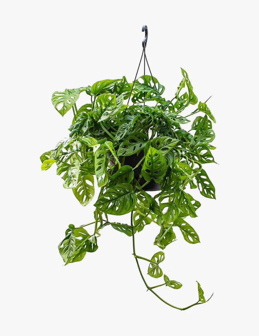 Monkey Mask Plant