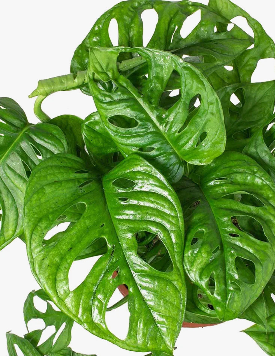 Monkey Mask Plant
