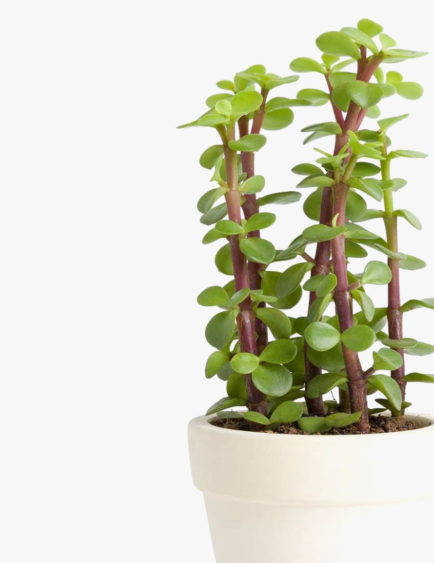 Portulacaria afra