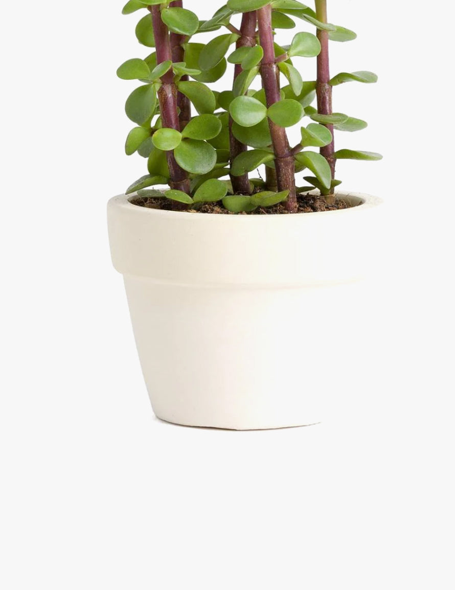 Portulacaria afra