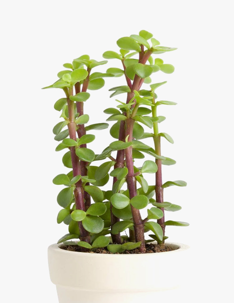 Portulacaria afra