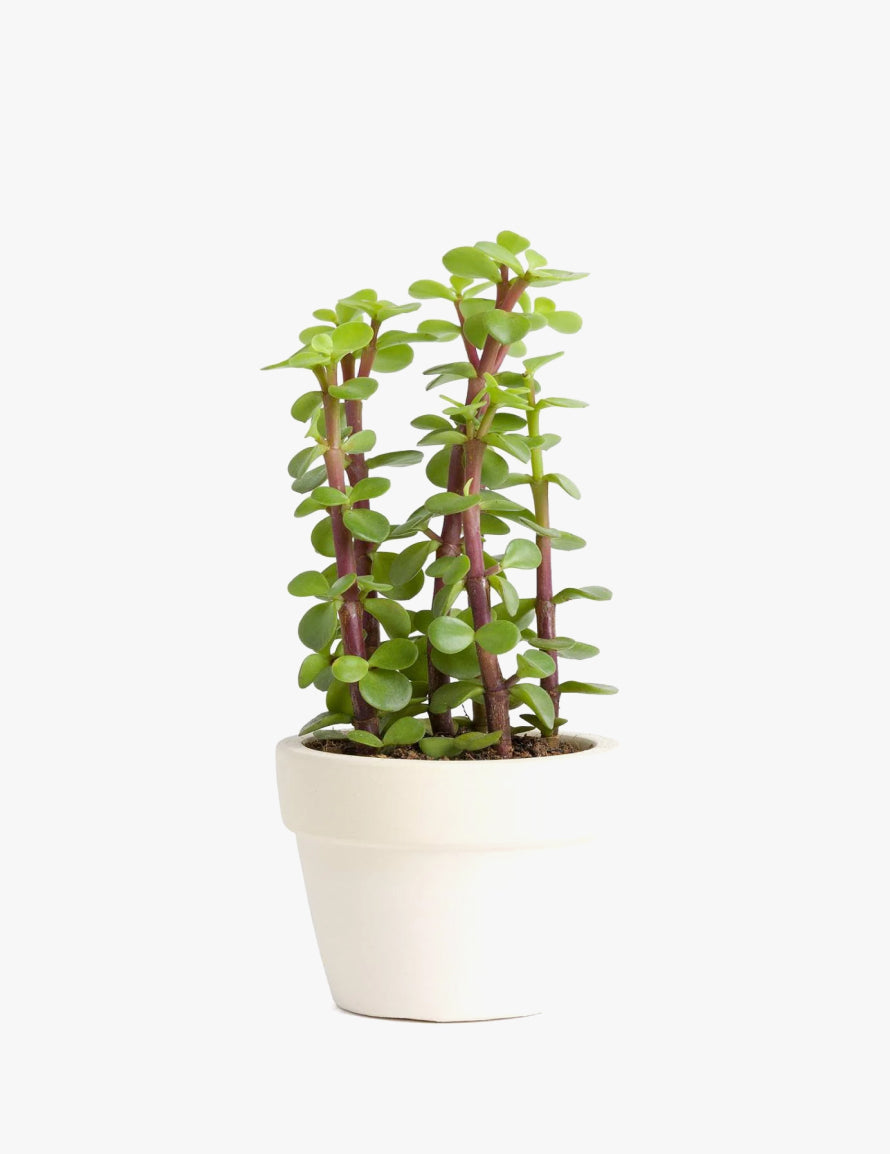 Portulacaria afra