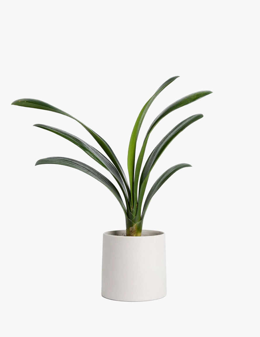 Clivia Miniata