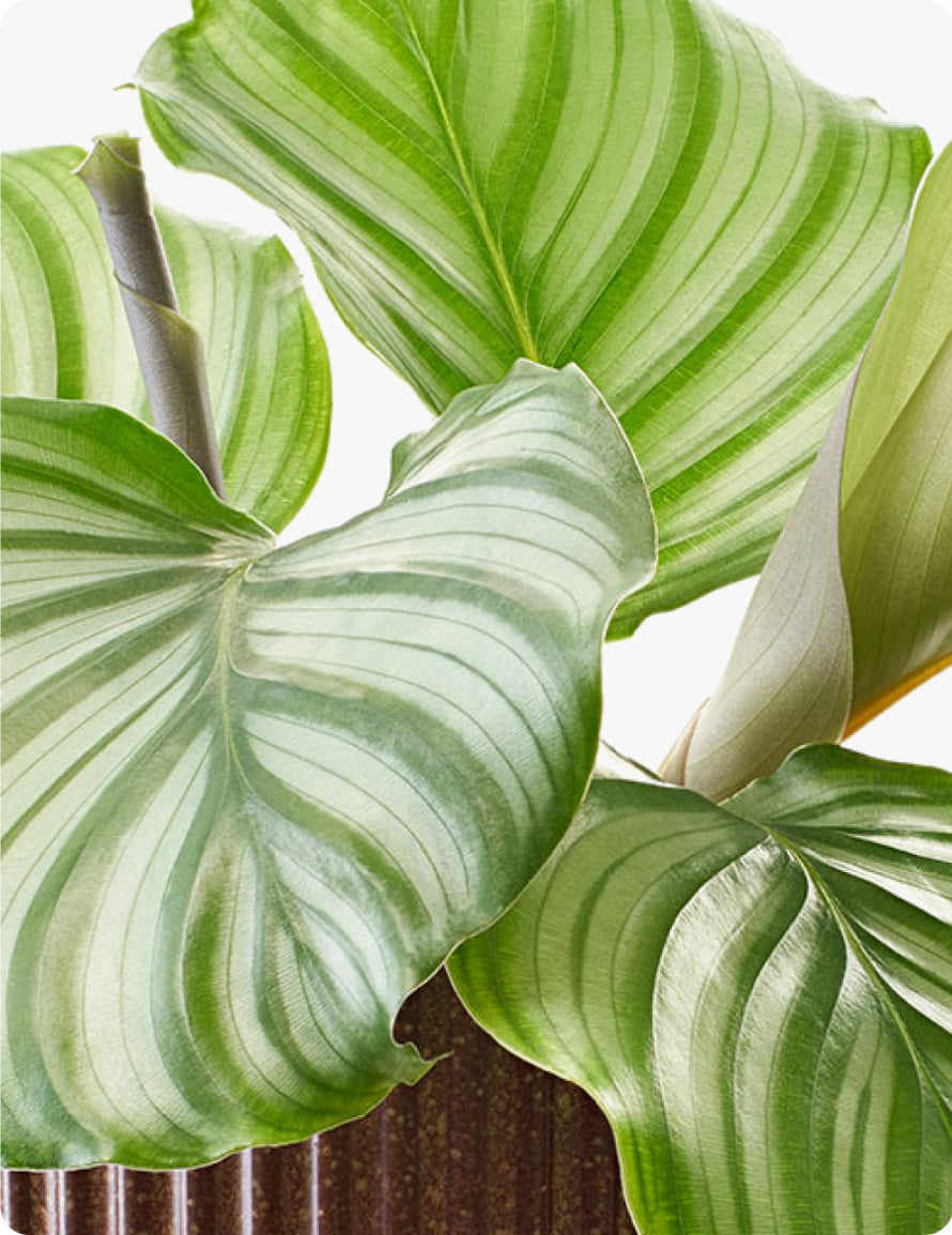 Calathea Orbifolia