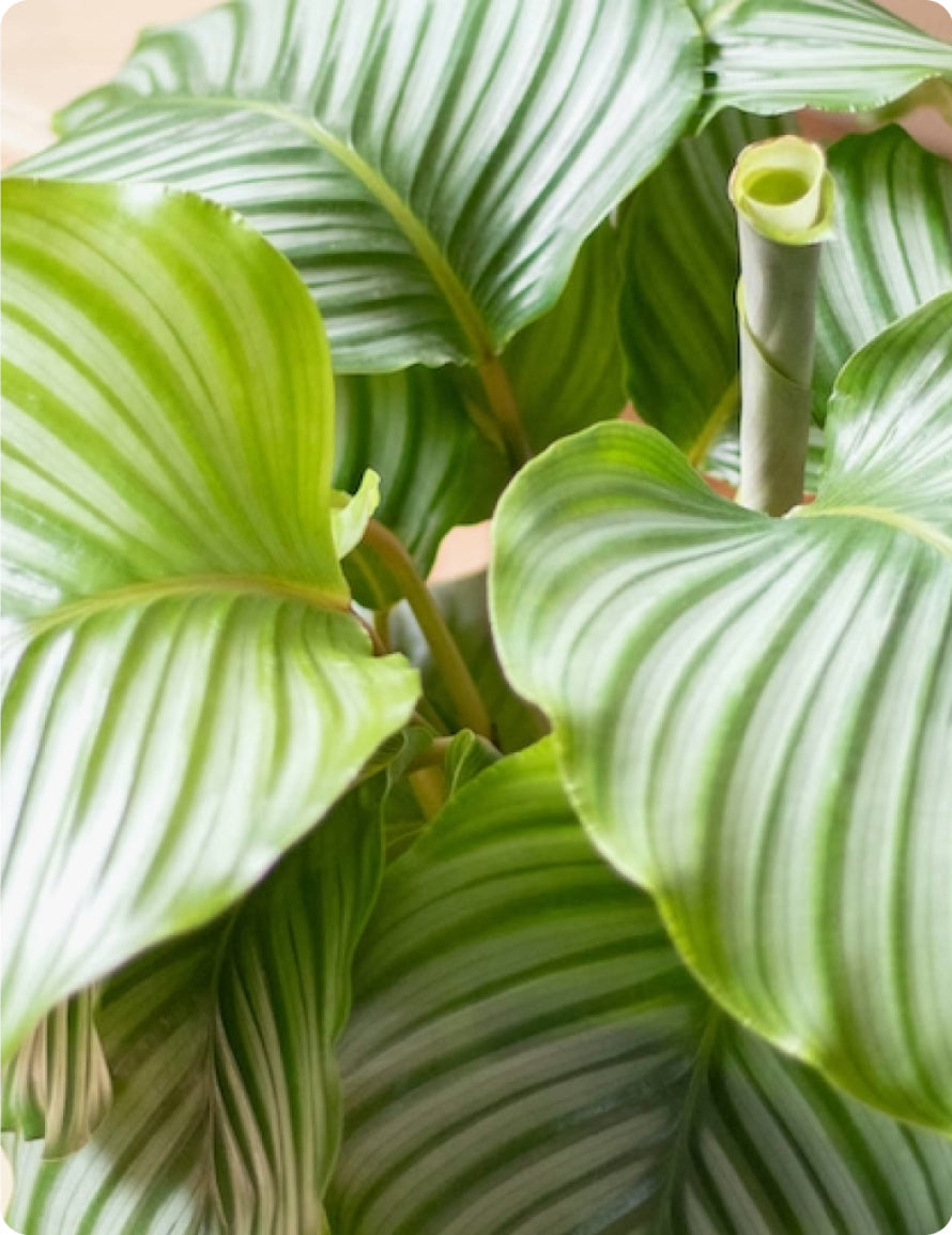 Calathea Orbifolia