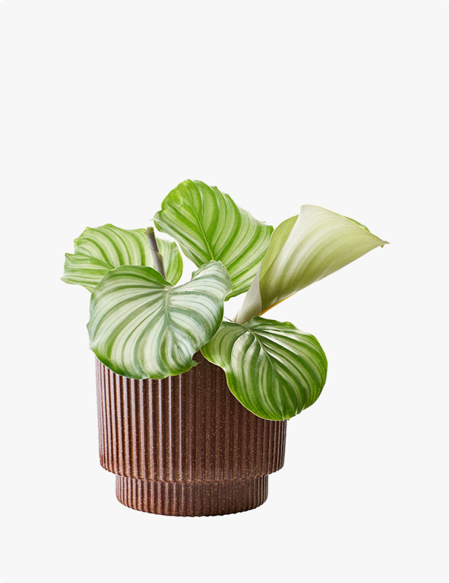 Calathea Orbifolia