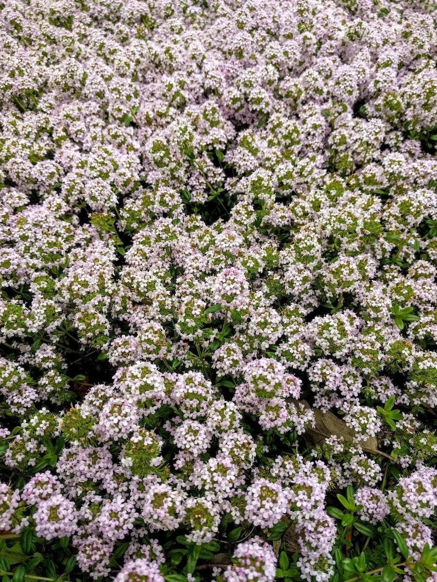 Thyme - Cretan Thyme
