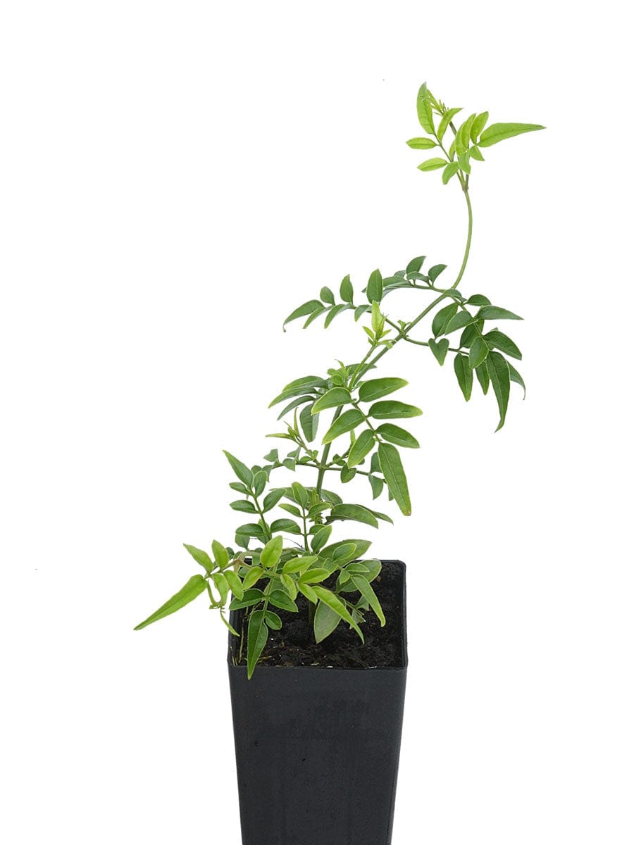 Jasmin