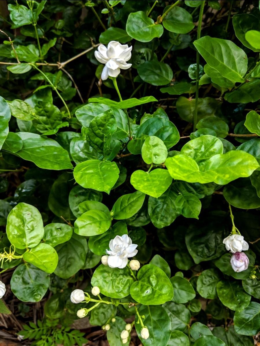 Jasmine Sambac flowering