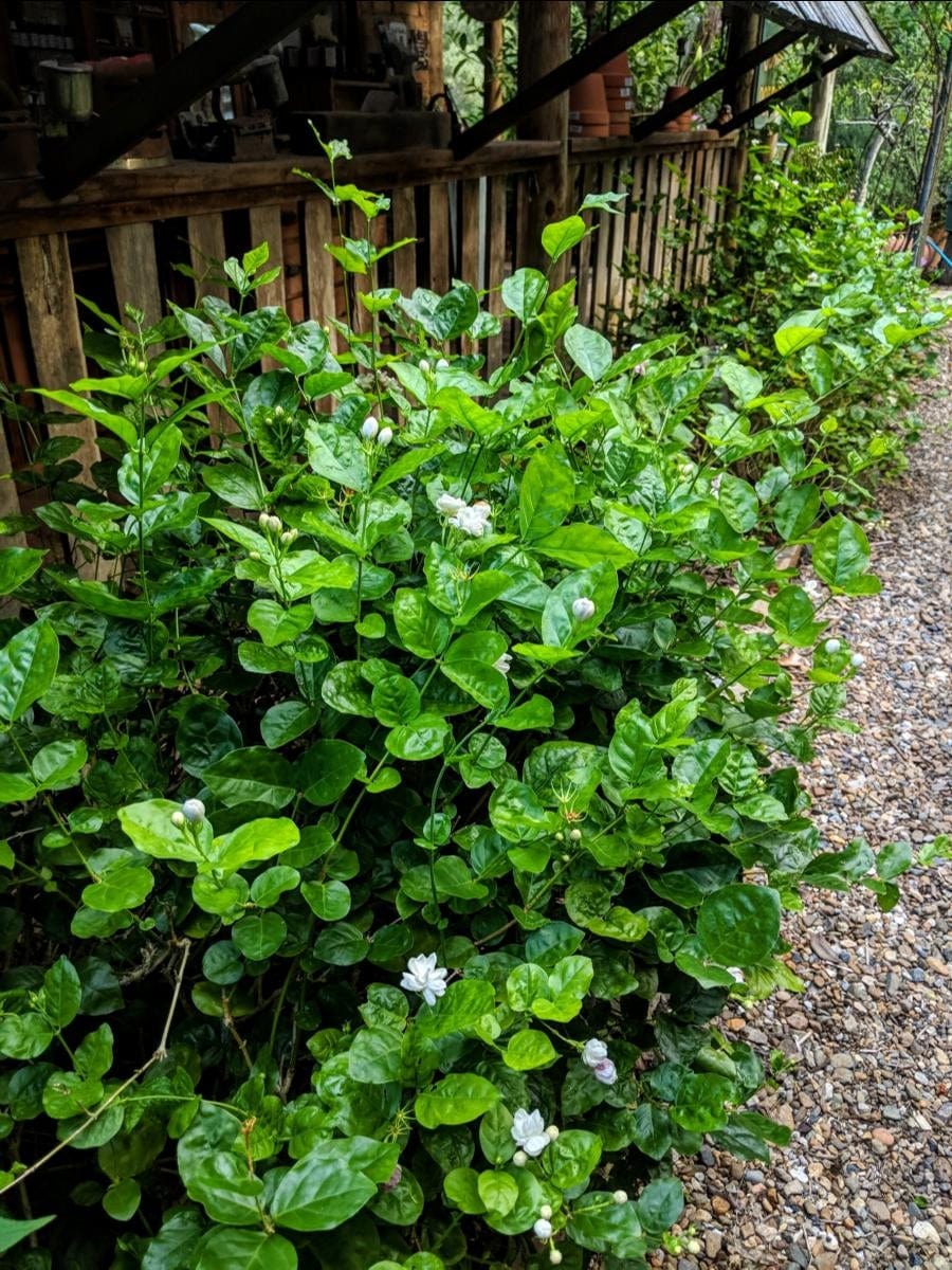 Jasmine Sambac growing in the garden