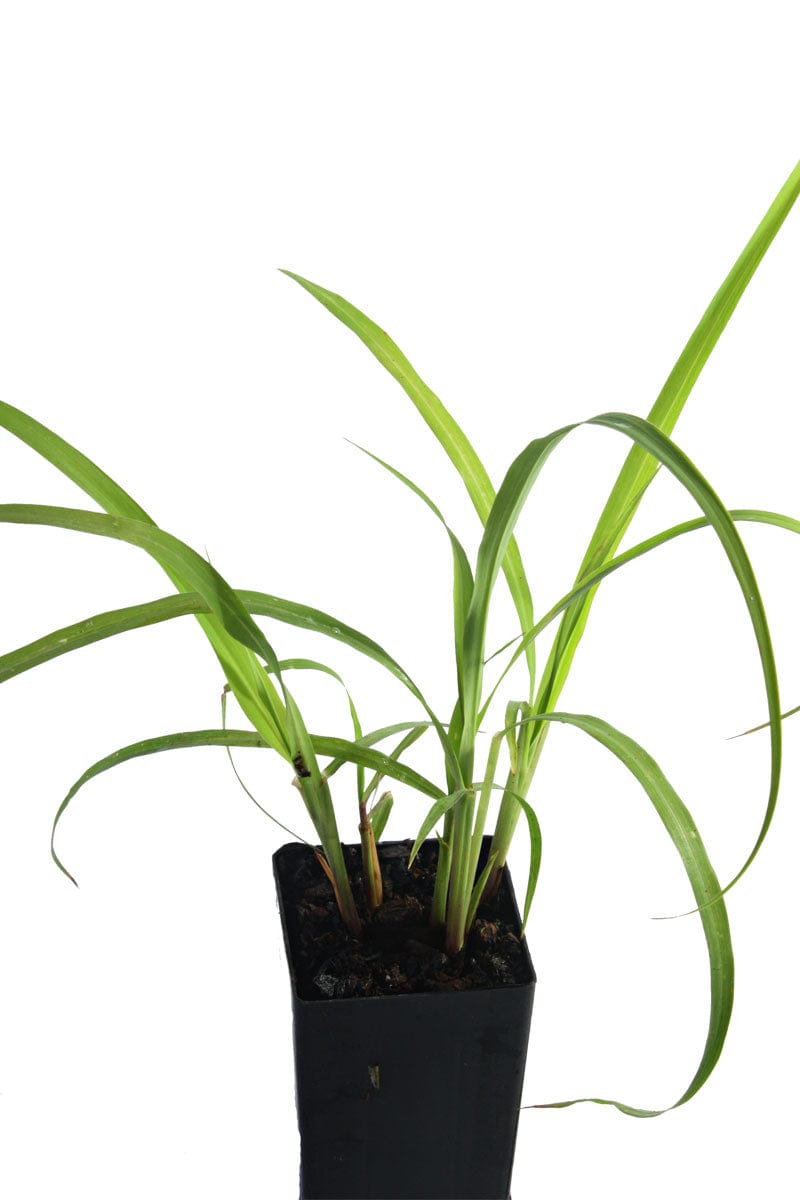 Lemon Grass