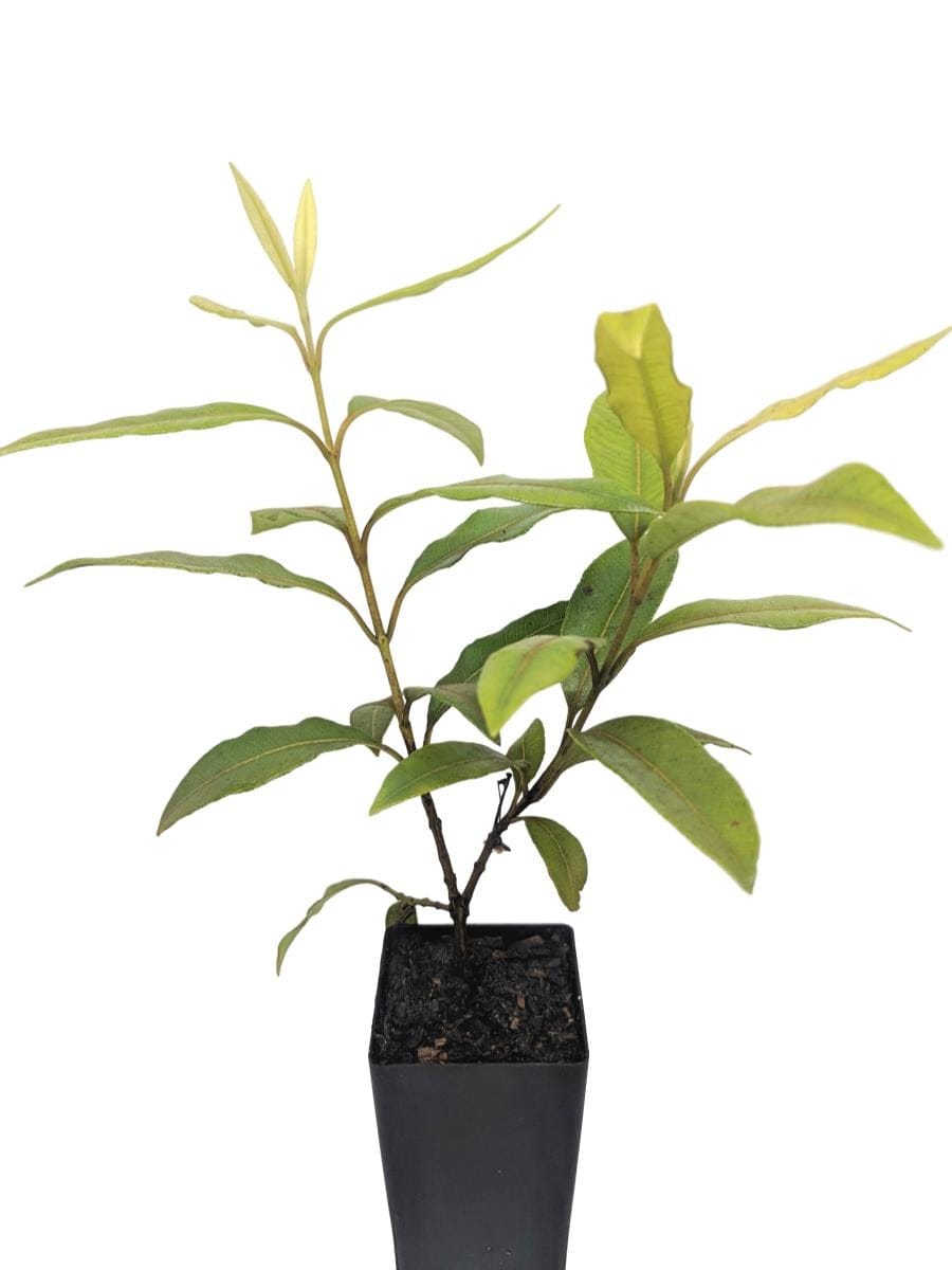 Lemon Myrtle