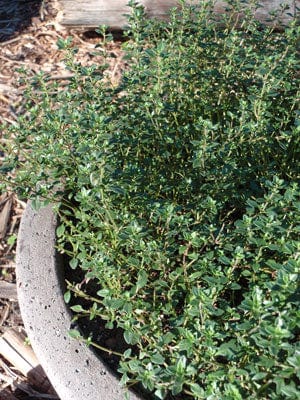 Lemon Thyme Plant