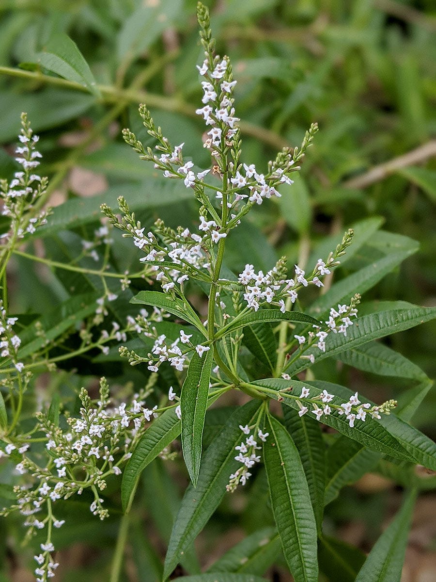 Lemon Verbena