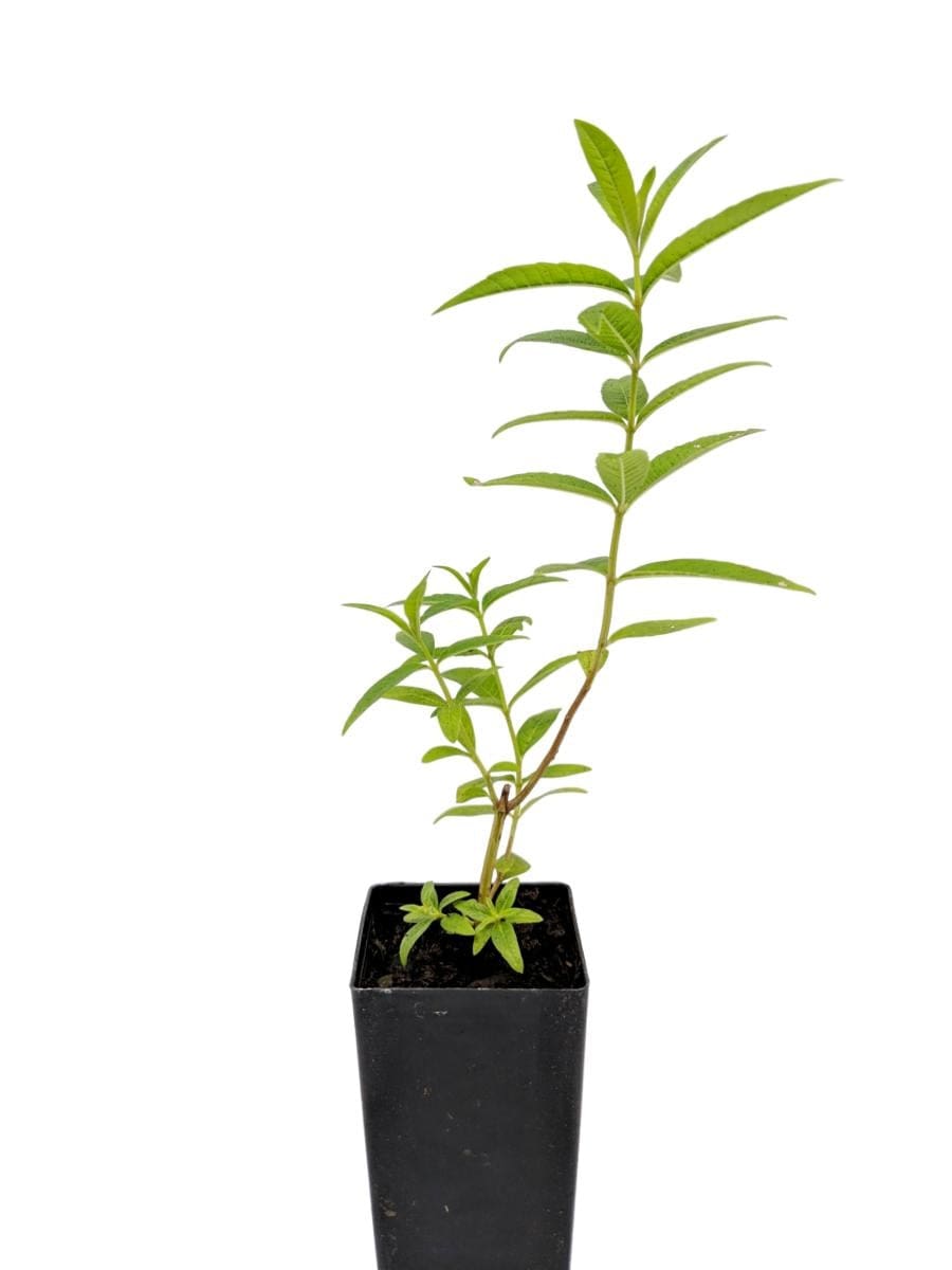 Lemon Verbena