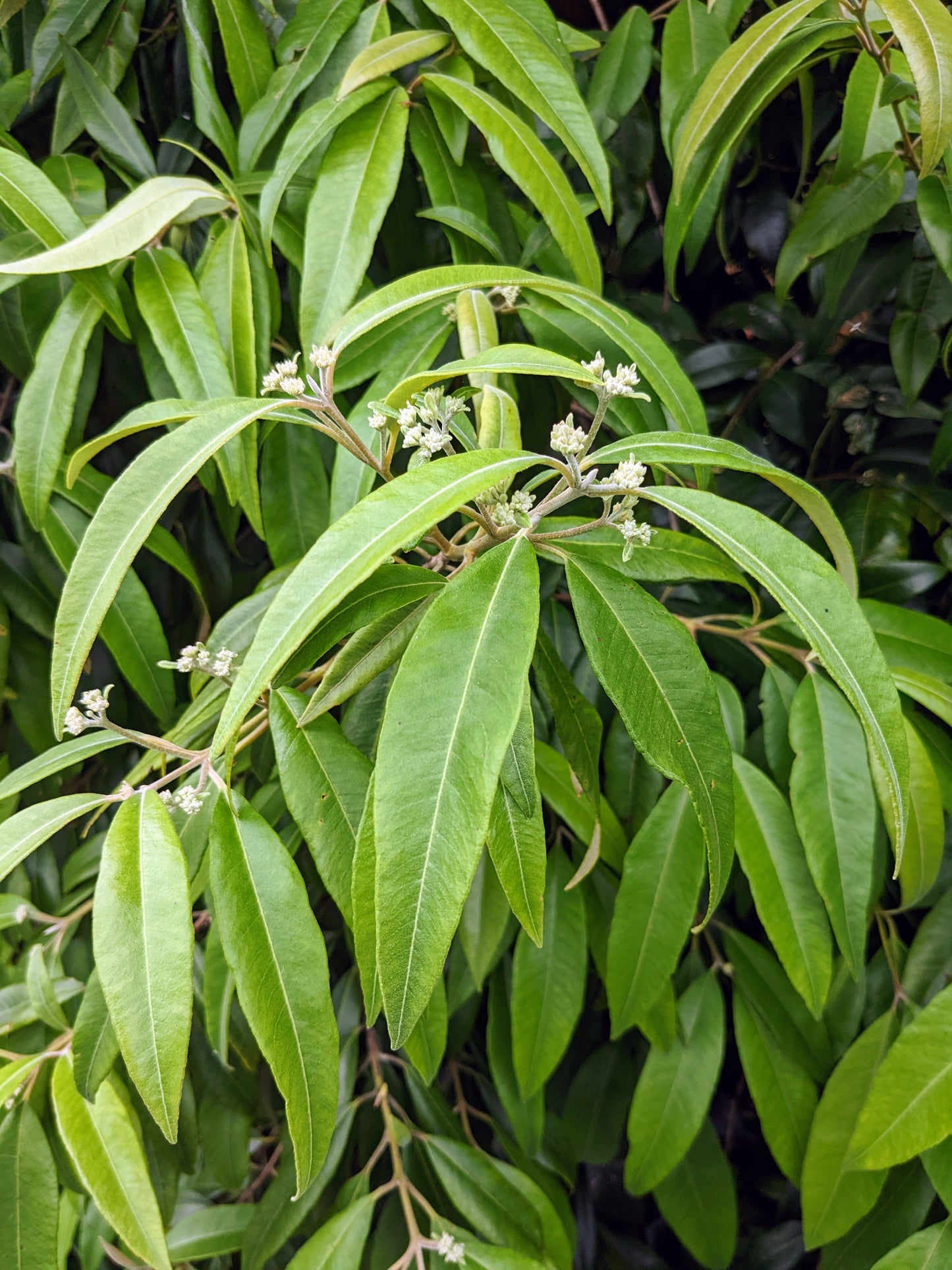 Lemon Myrtle
