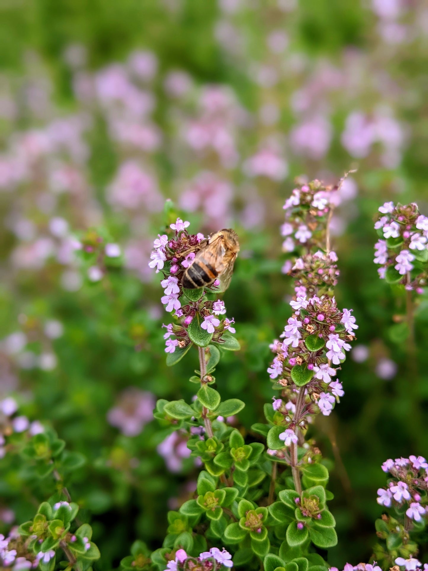 Bee on Lemon Thyme plant