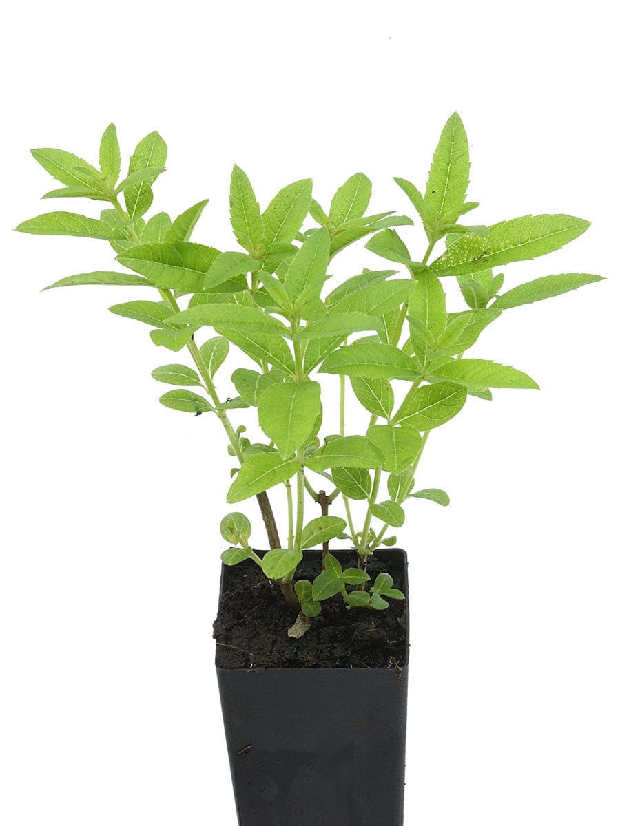 Lime Verbena