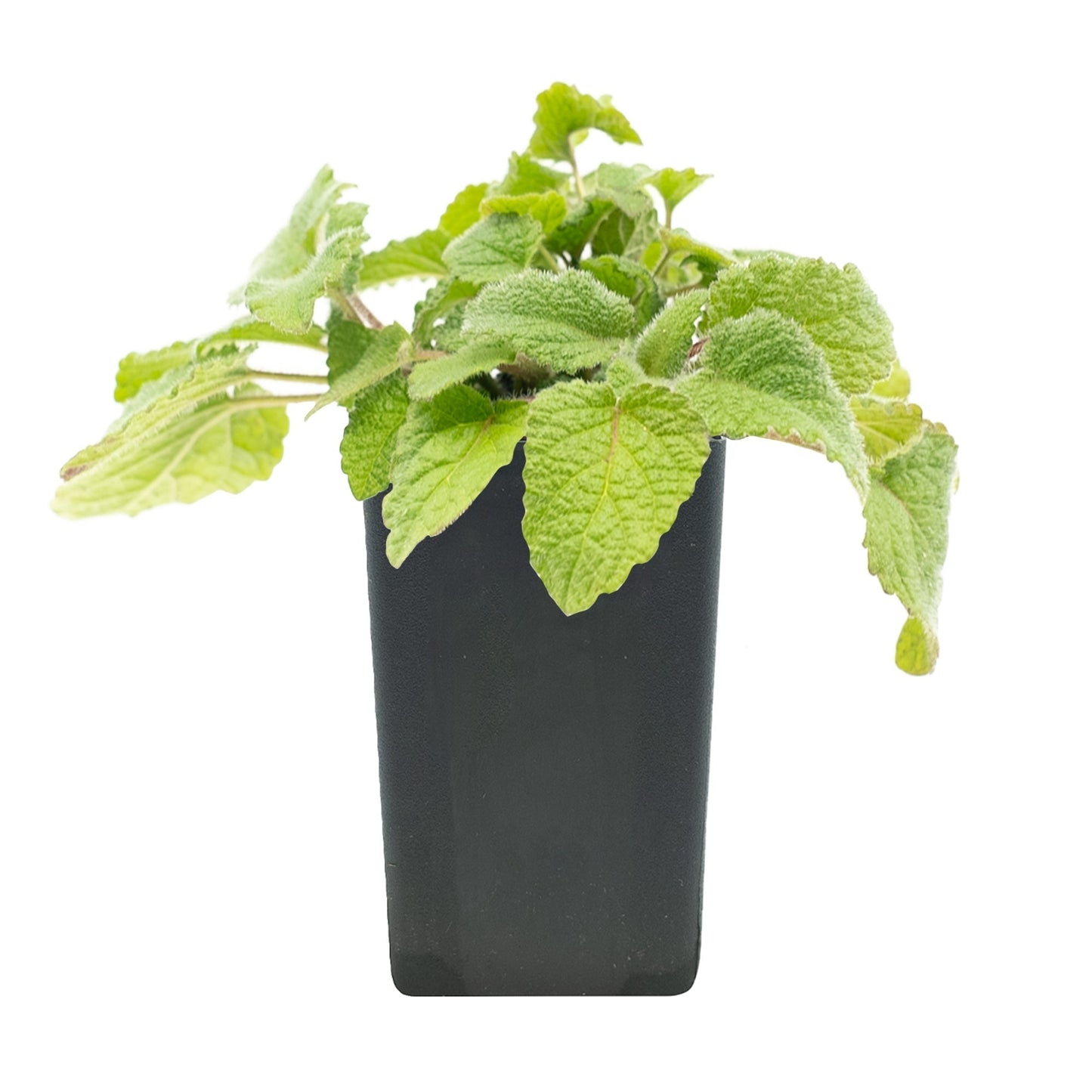 Lime Balm