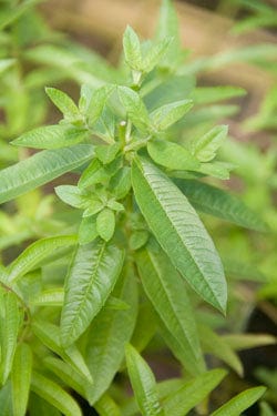 Lime Verbena