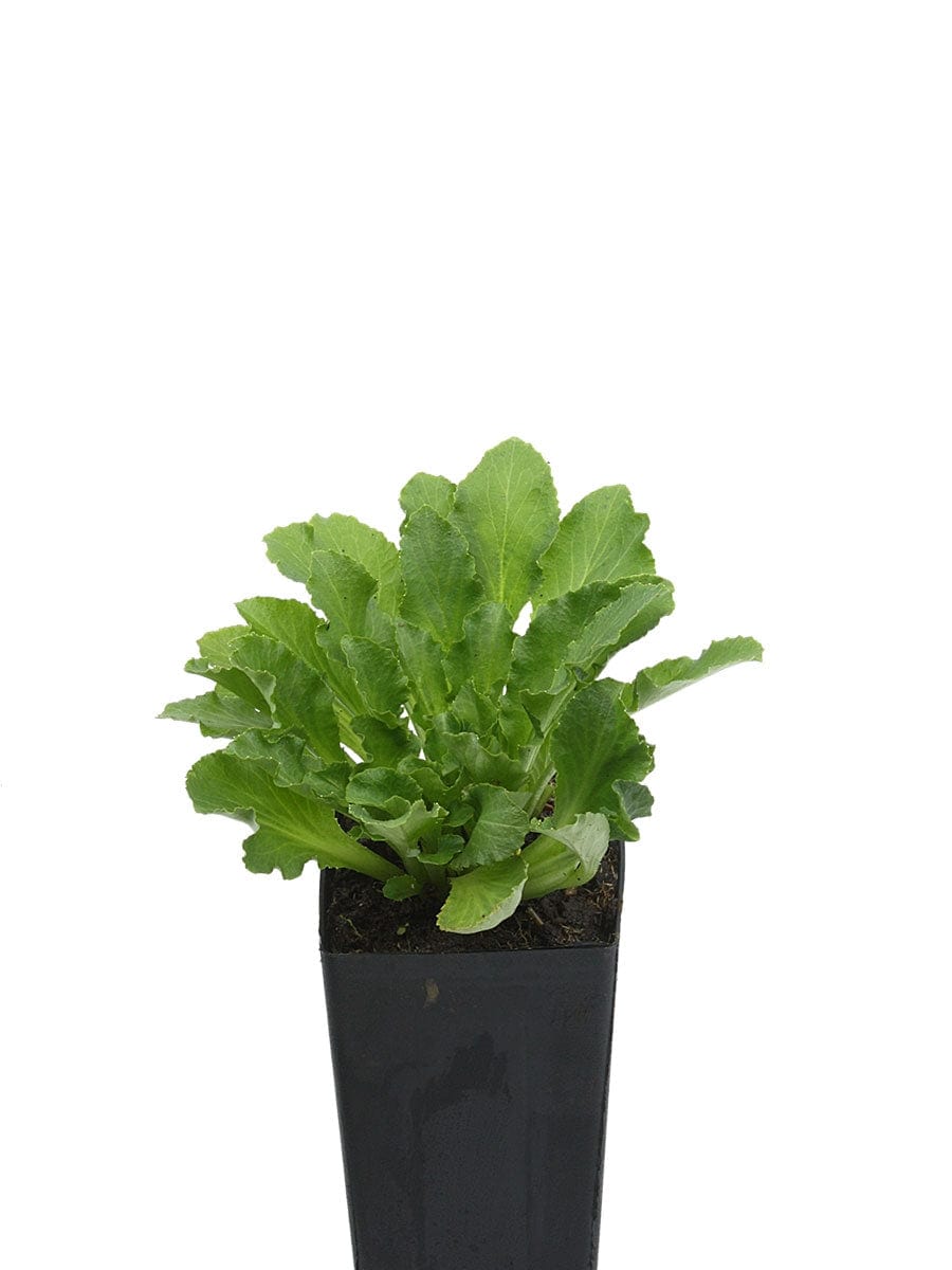 Lobelia siphilitica 'Great Blue'