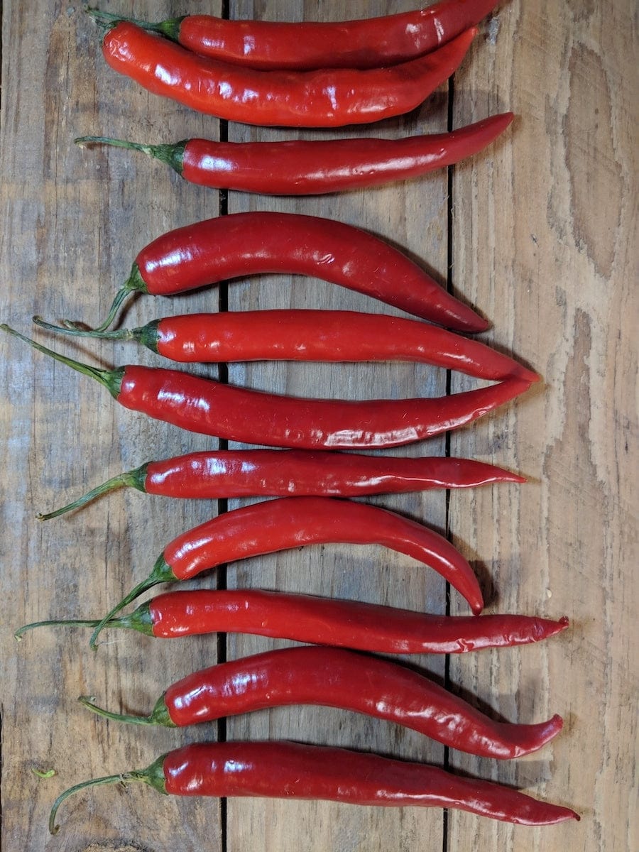 Chilli Long Red