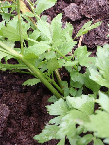 Lovage