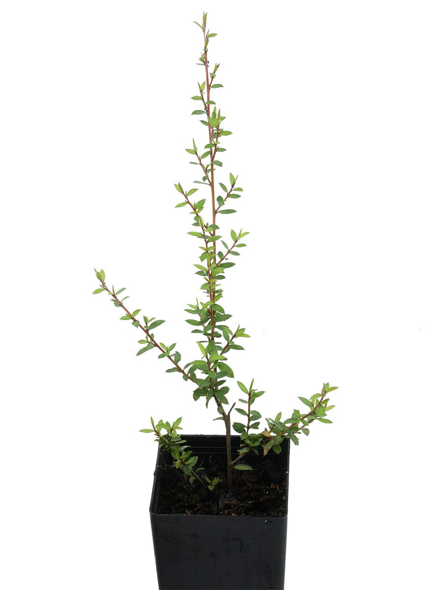 Manuka Tea Tree