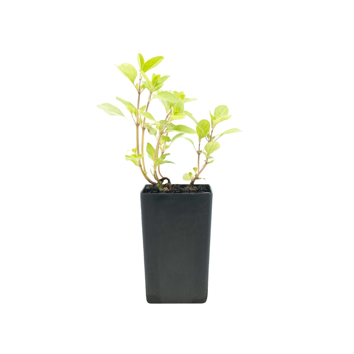 Marjoram - Sweet Marjoram