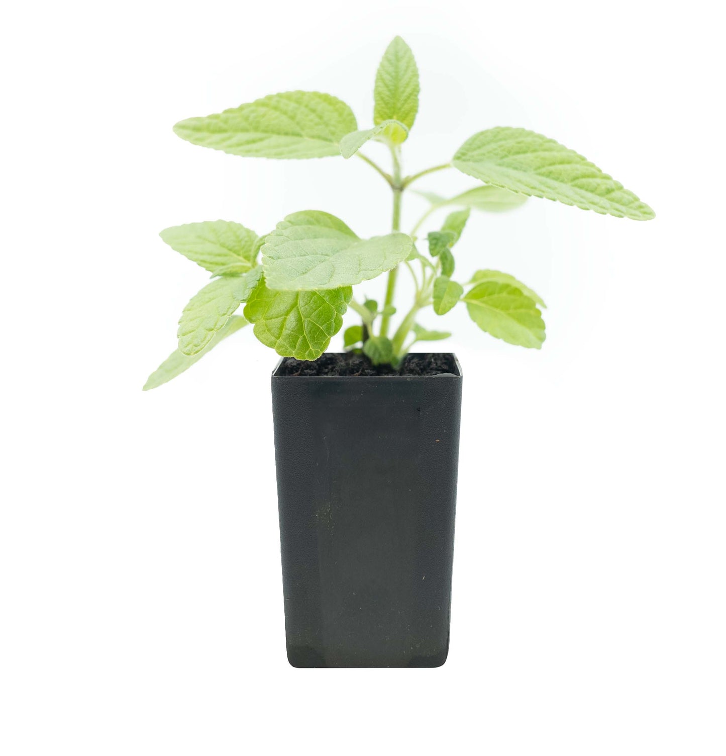 Salvia 'Meigan's Magic'