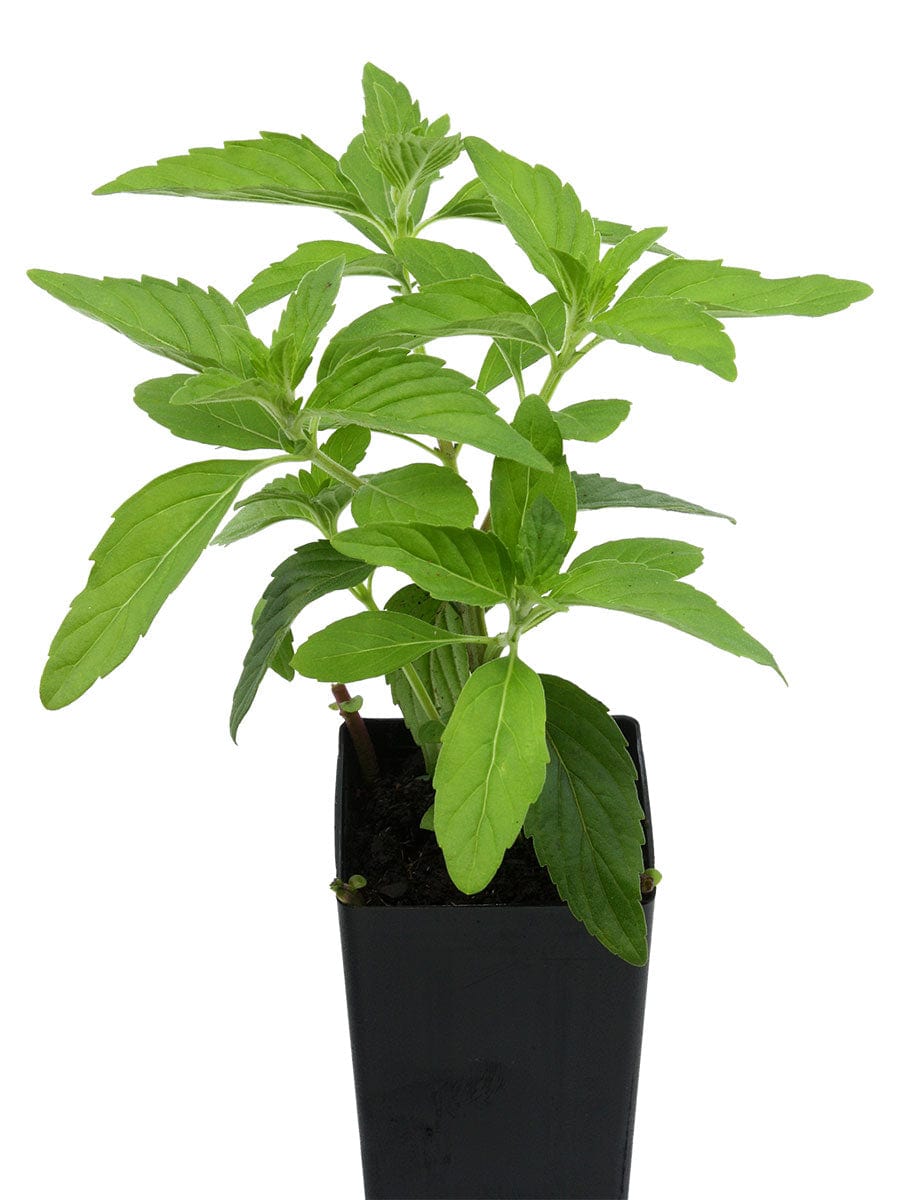 Mint - Hung Cay Mint