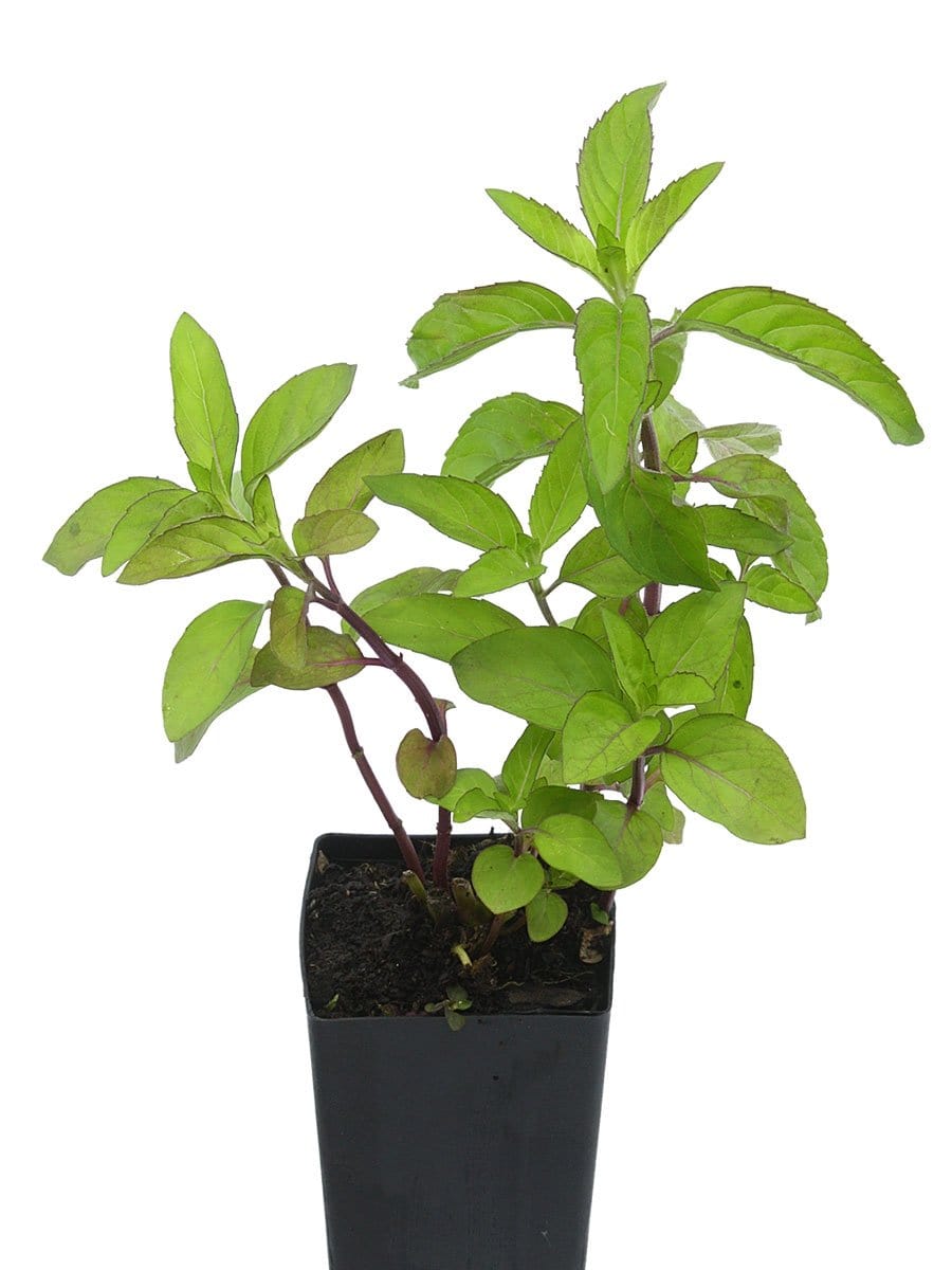Mint - Japanese Menthol Mint