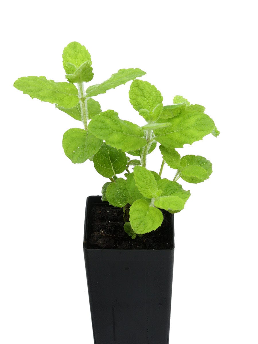 Mint - Pineapple Mint