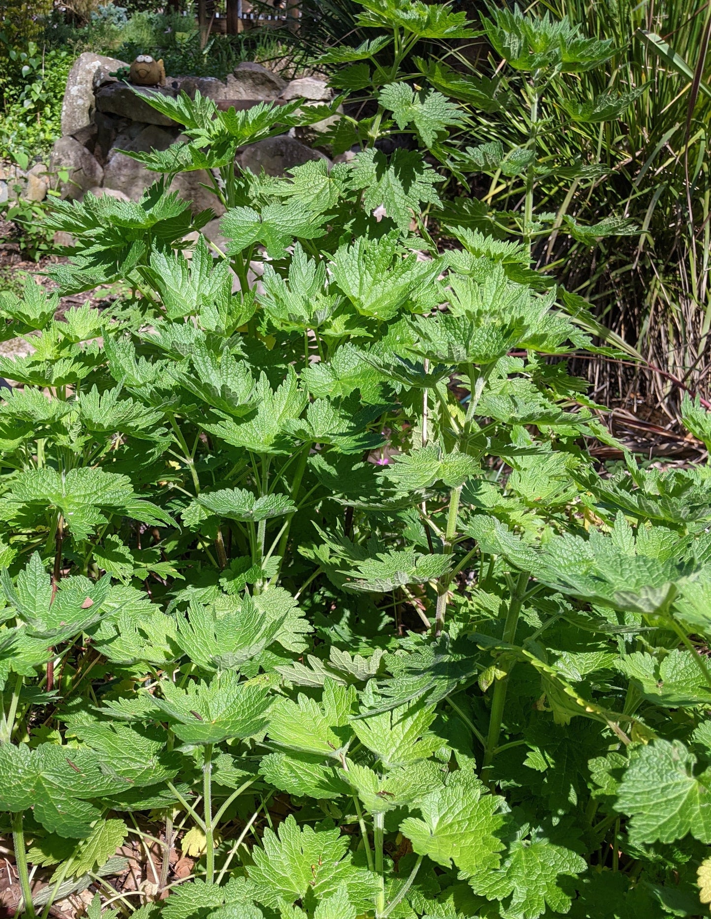 Motherwort