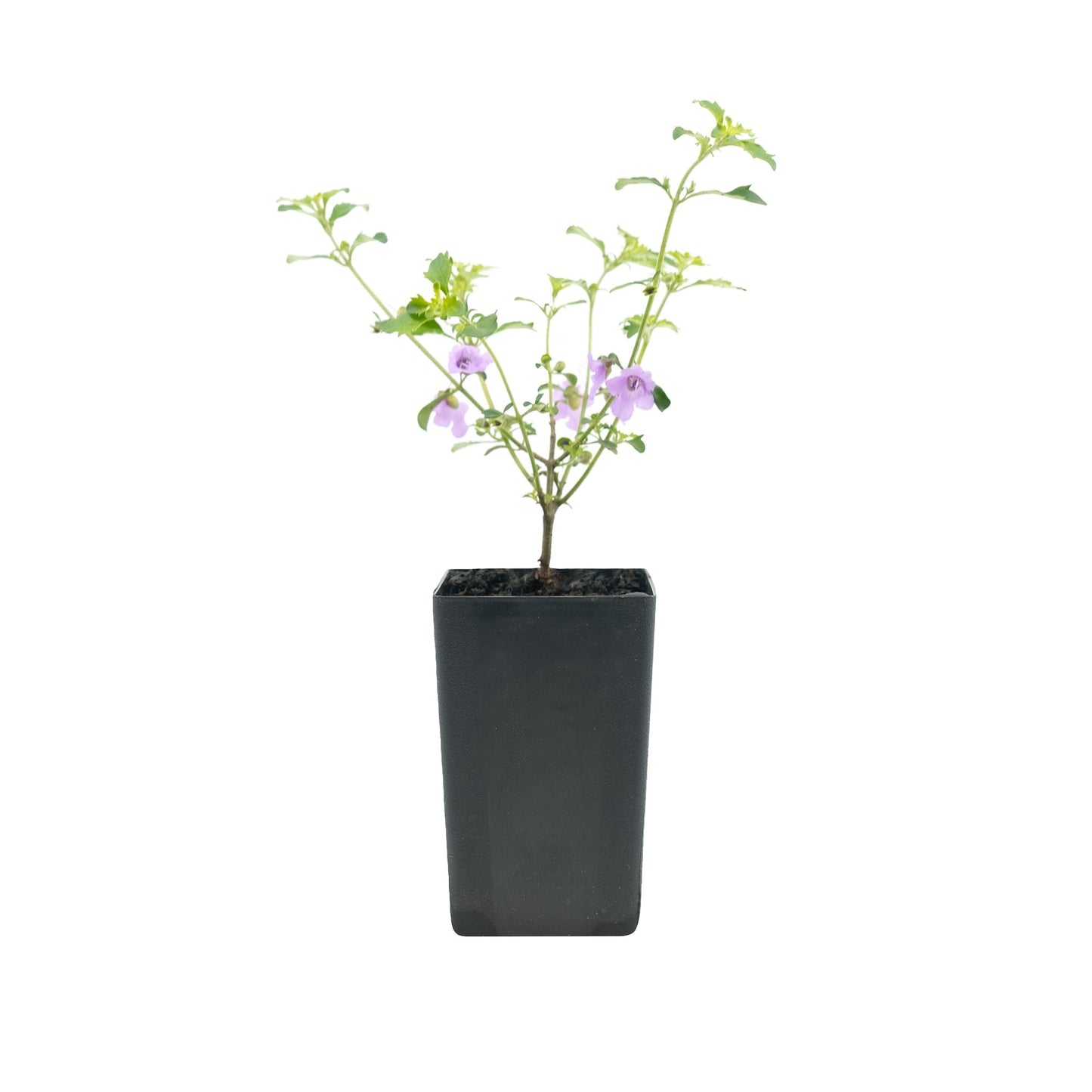 Native Thyme - Cut Leaf Mint