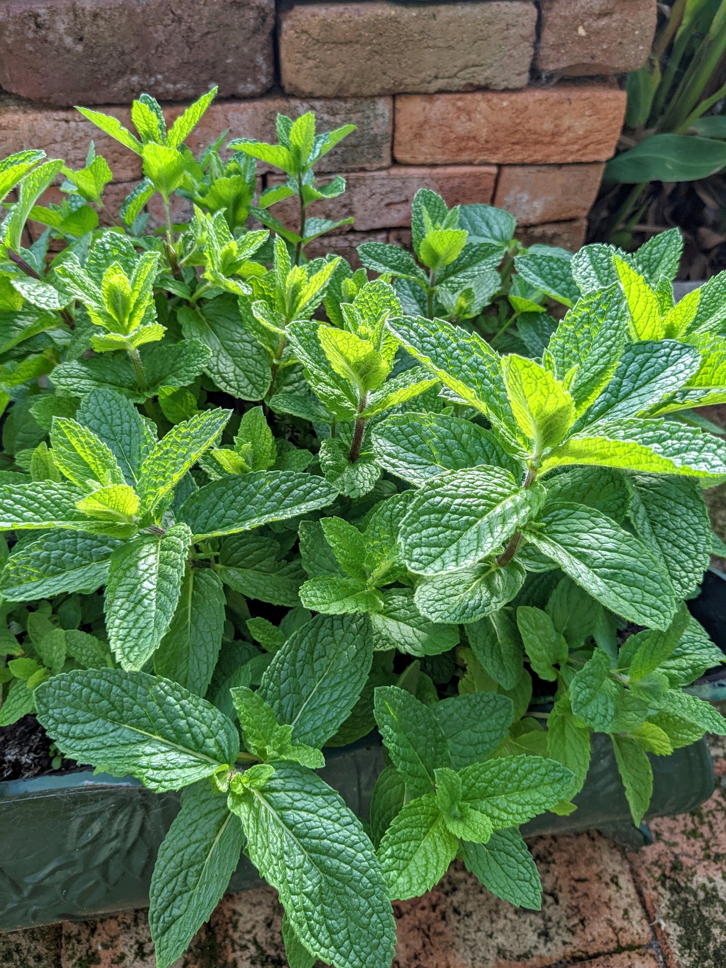 Mint - Old Fashioned Mint