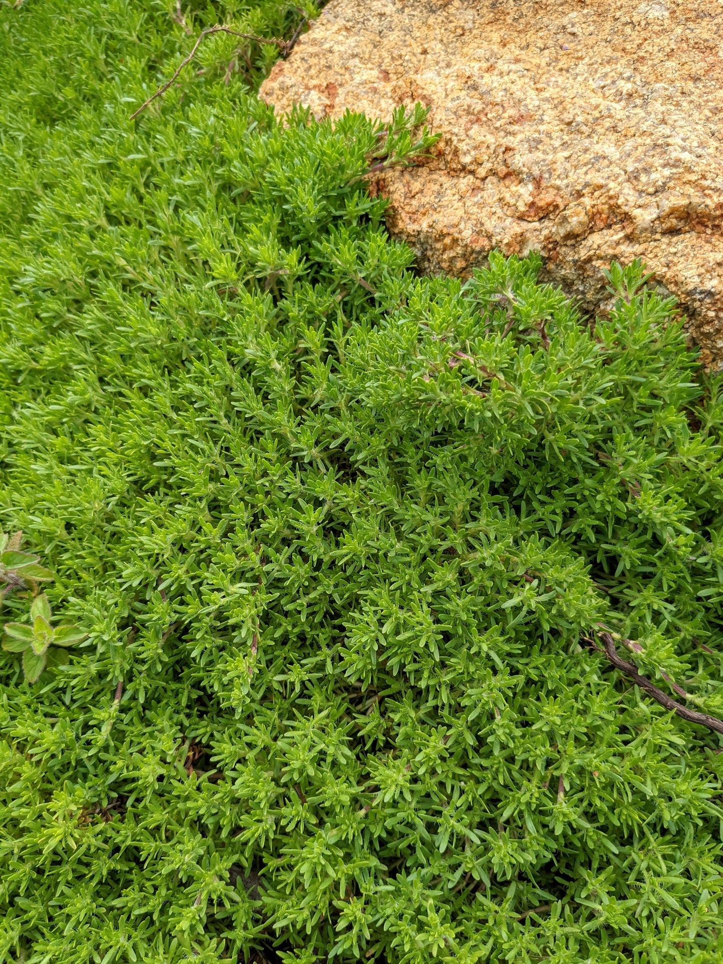 Thyme - Orange Peel Thyme
